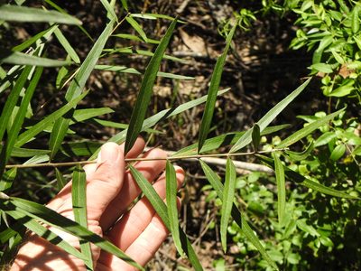 Notelaea microcarpa, photographed by Greg Tasney