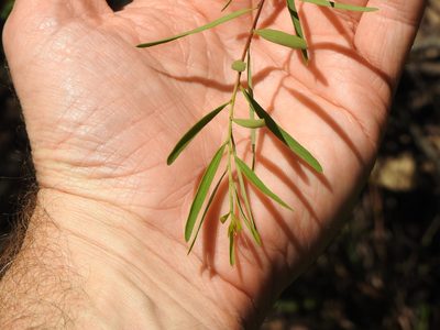 Denhamia cunninghamii, photographed by Greg Tasney