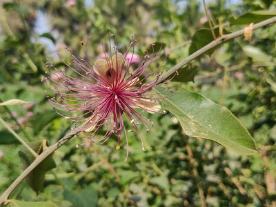Capparis zeylanica, photographed by T R Shankar Raman