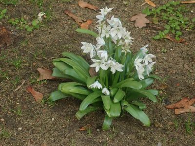 Scilla mischtschenkoana, photographed by Alexis Tinker-Tsavalas