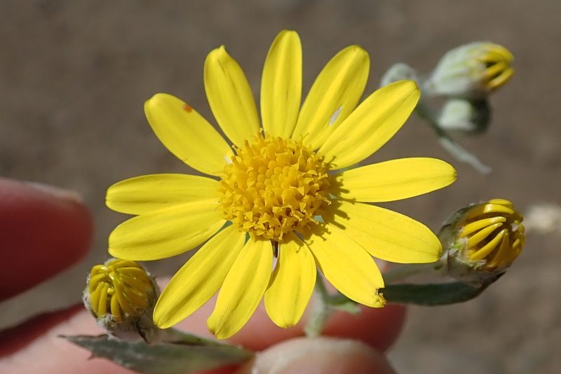 Cineraria mollis, photographed by Peter Warren