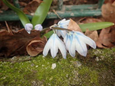Scilla mischtschenkoana, photographed by Alexis Tinker-Tsavalas