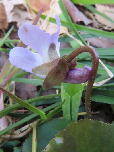 Viola hondoensis, photographed by Timur Kalininsky