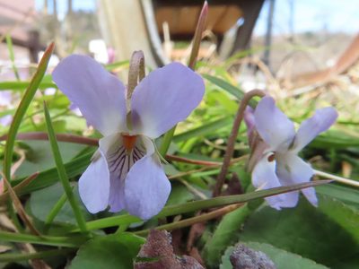 Viola hondoensis, photographed by Timur Kalininsky