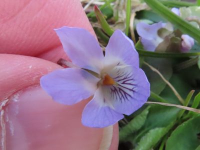 Viola hondoensis, photographed by Timur Kalininsky