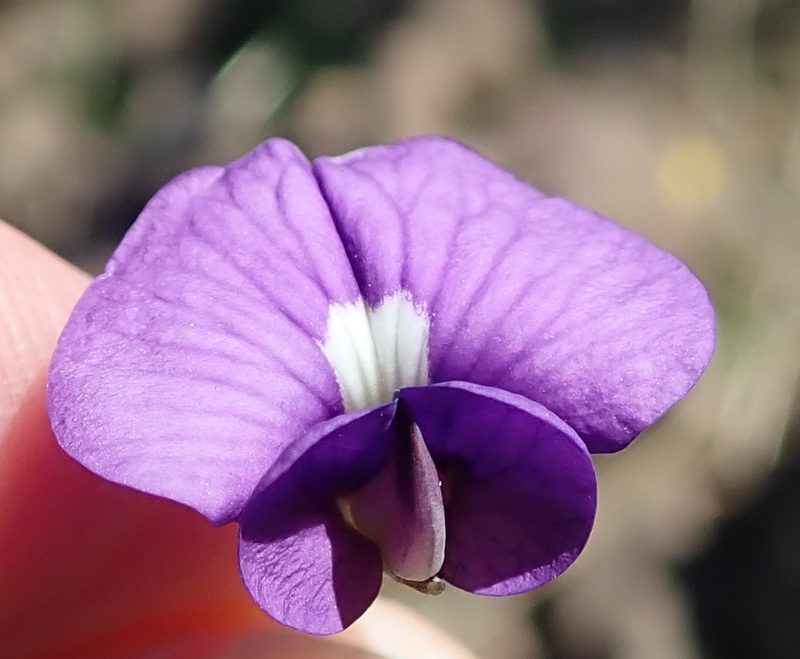 Lotononis galpinii, photographed by Peter Warren