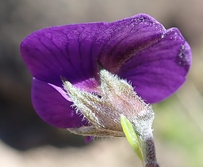 Lotononis galpinii, photographed by Peter Warren
