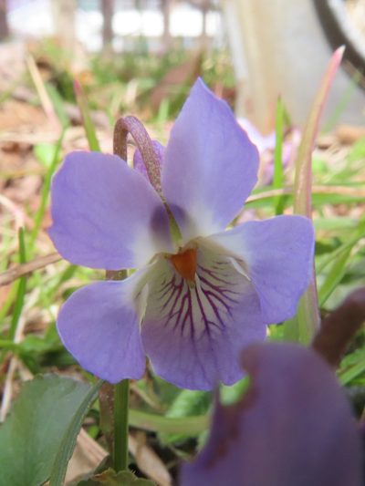 Viola hondoensis, photographed by Timur Kalininsky