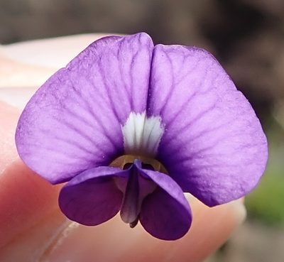 Lotononis galpinii, photographed by Peter Warren