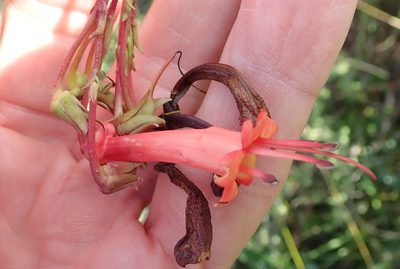 Phygelius capensis, photographed by Peter Warren