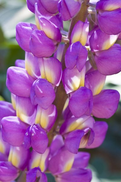 Lupinus cervinus, photographed by Ken-ichi Ueda