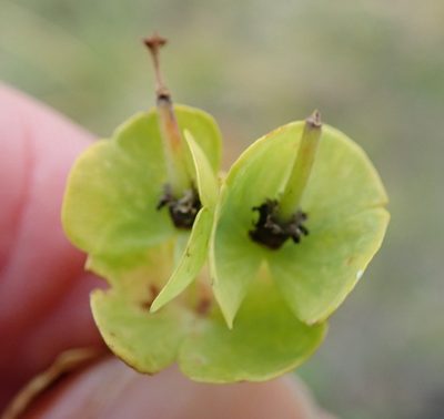 Euphorbia natalensis, photographed by Peter Warren