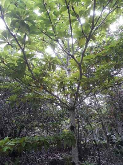 Terminalia bentzoe, photographed by Ben