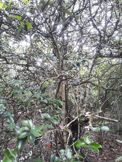 Diospyros egrettarum, photographed by Ben