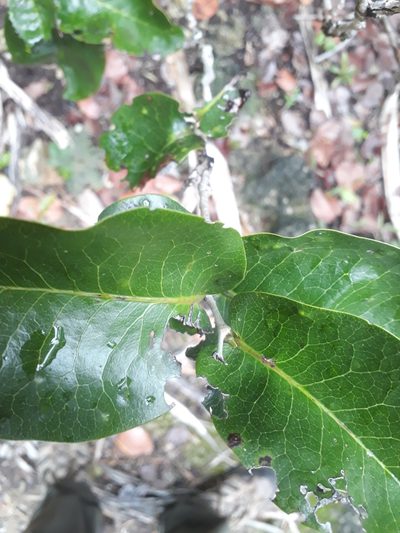 Diospyros egrettarum, photographed by Ben