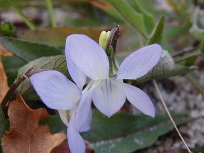 Viola lactea, photographed by Carminda Santos