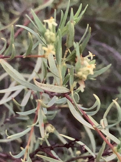 Pimelea microcephala, photographed by Guy Taseski
