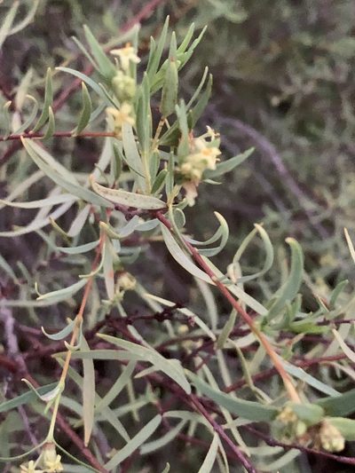 Pimelea microcephala, photographed by Guy Taseski