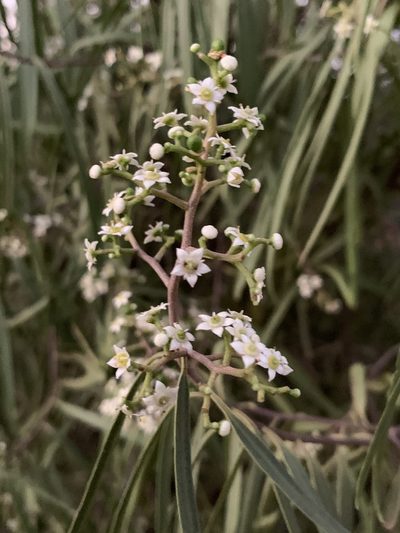 Geijera parviflora, photographed by Guy Taseski