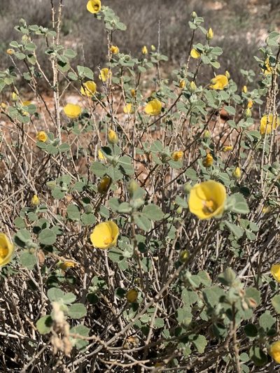 Abutilon halophilum, photographed by Guy Taseski