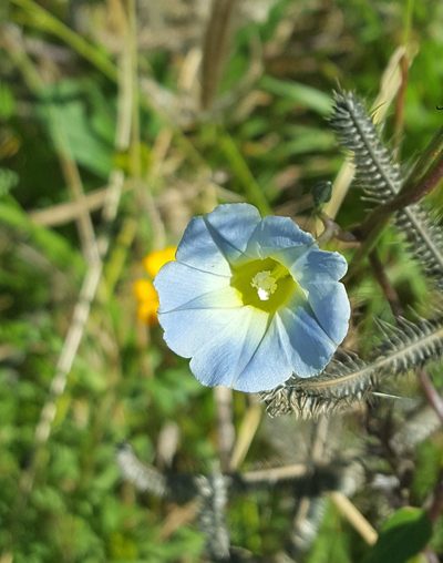 Ipomoea cardiophylla, photographed by Eugenio Padilla