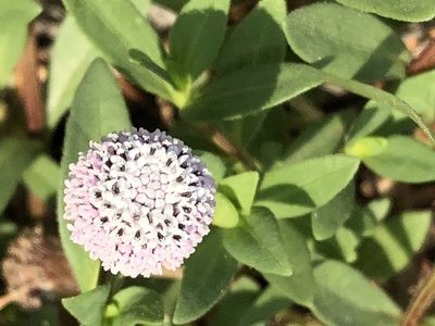 Spilanthes leiocarpa, photographed by Antonio W. Salas