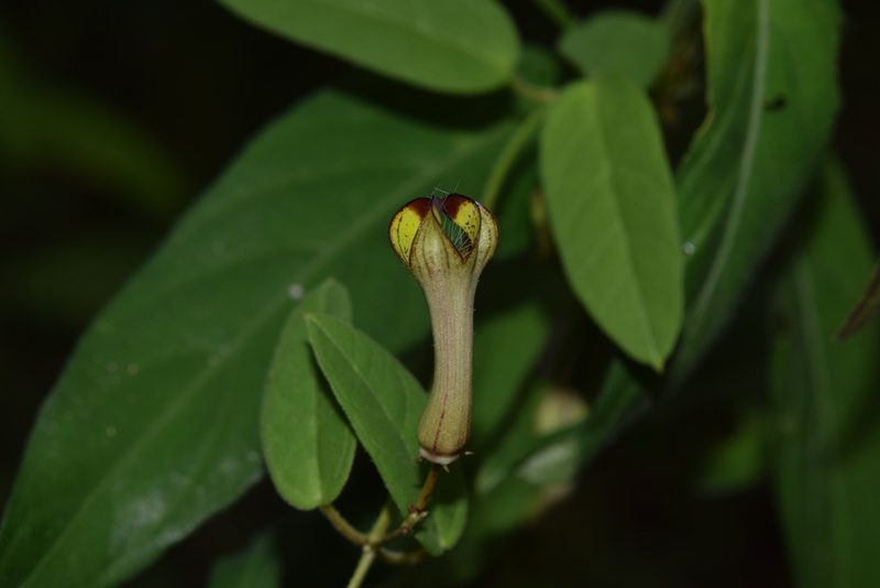 Ceropegia racemosa, photographed by Sunčana Bradley