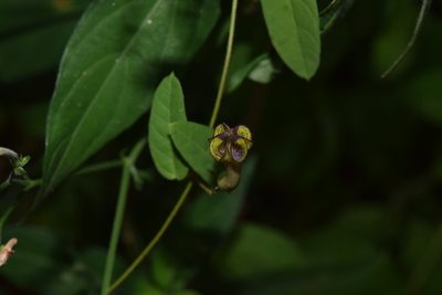 Ceropegia racemosa, photographed by Sunčana Bradley