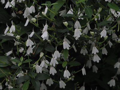 Rhinacanthus nasutus, photographed by 葉子
