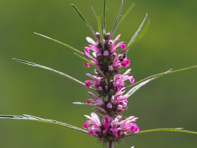 Leonurus japonicus, photographed by 葉子
