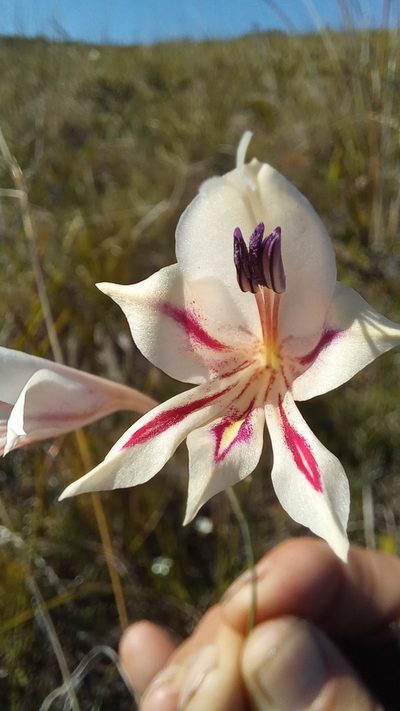 Gladiolus engysiphon, photographed by kevin koen