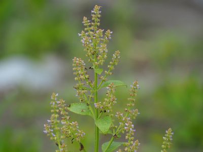 Salvia plebeia, photographed by 葉子