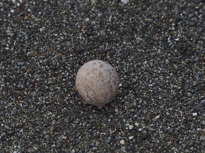 Calophyllum inophyllum, photographed by 葉子