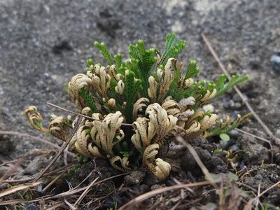 Selaginella tamariscina, photographed by 葉子