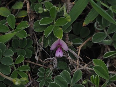 Tephrosia obovata, photographed by 葉子