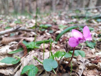 Cyclamen coum, photographed by Asrın Akıncıoğlu
