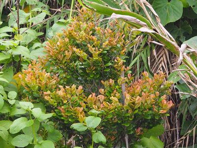 Diospyros ferrea