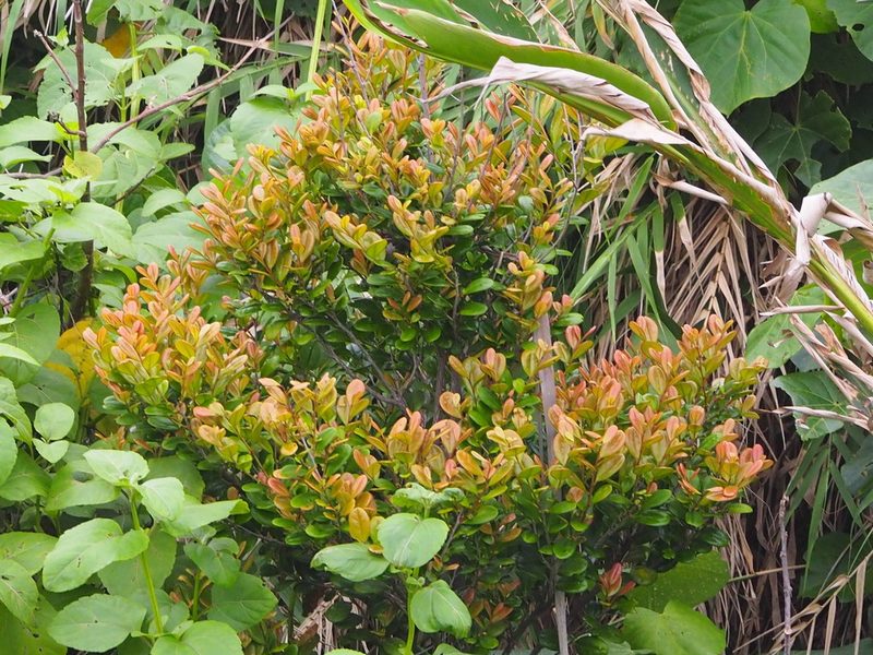 Diospyros ferrea, photographed by 葉子