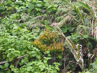 Diospyros ferrea, photographed by 葉子