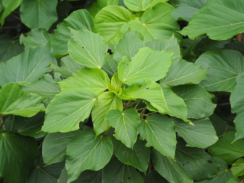 Acalypha grandibracteata, photographed by 葉子