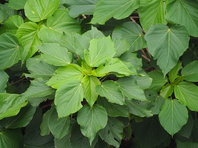 Acalypha grandibracteata, photographed by 葉子