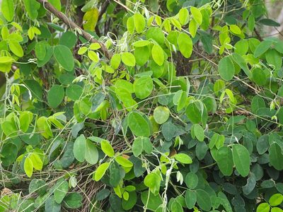 Galactia tashiroi, photographed by 葉子