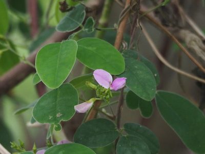 Galactia tashiroi, photographed by 葉子