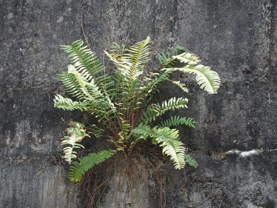 Nephrolepis brownii, photographed by 葉子