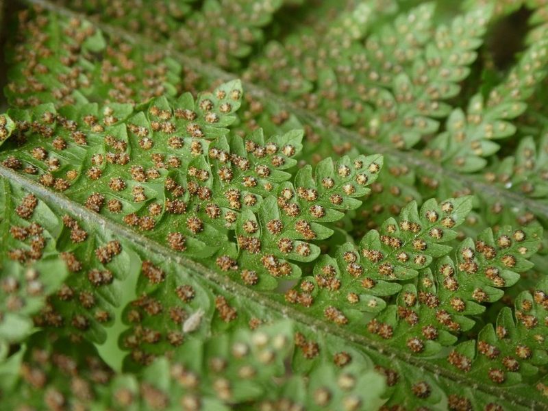 Ctenitis sloanei, photographed by Alison Copeland