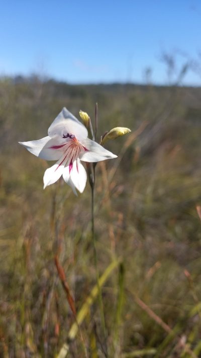 Gladiolus engysiphon, photographed by kevin koen