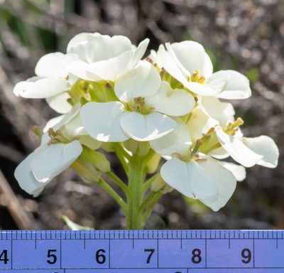 Erysimum concinnum, photographed by Don Loarie