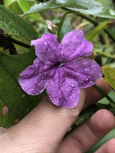 Ruellia jussieuoides, photographed by Jared Shorma