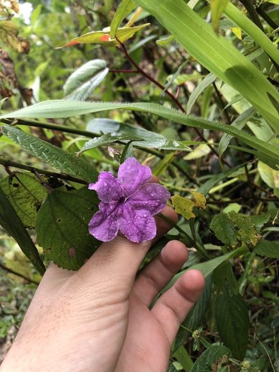 Ruellia jussieuoides, photographed by Jared Shorma