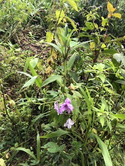 Ruellia jussieuoides, photographed by Jared Shorma